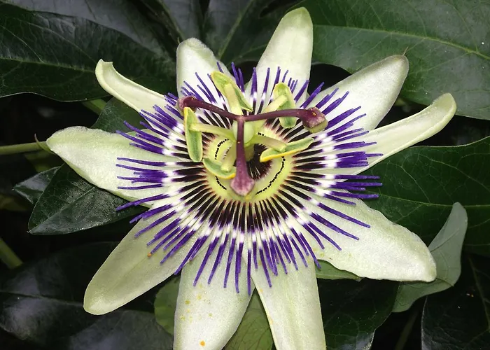 Anateresa 아파트 모가라스